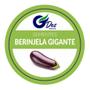 30 Sementes De Berinjela Comprida Roxa - SEEDS Imagem de 30 Sementes De Berinjela Comprida Roxa