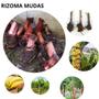 Imagem de 4 Mudas Rizomas Banana Prata Doce Cacho Enorme Dna Especial Envio Imediato Pronta entrega