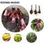 Imagem de 4 Mudas Rizomas Banana Prata Doce Cacho Enorme Dna Especial Envio Imediato Pronta entrega