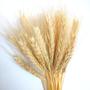 Imagem de 40 Haste Trigo Seco Natural Alvejado Decoração Especial