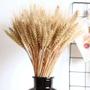 Imagem de 40 Haste Trigo Seco Natural Alvejado Decoração Especial