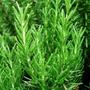 Imagem de 4X Sementes Alecrim (Rosmarinho) TOPSEED