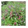 Imagem de 4X Sementes Balsamina Camélia (Sortida) TOPSEED