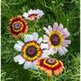 Imagem de 4X Sementes de Chrysanthemum Burridge (Sortidas) TOPSEED