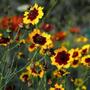 Imagem de 4X Sementes de Coreopsis Elegant (Sortida) TOPSEED