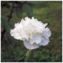 Imagem de 4X Sementes de Cravo Chabaud (Branco) TOPSEED