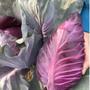 Imagem de 4X Sementes de Repolho Netuno (Roxo) ISLA