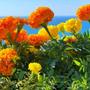 Imagem de 4X Sementes de Tagetes Africano Gigante (Sortida) TOPSEED