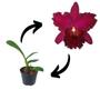 Imagem de 5 Mudas Orquídeas Cattleyas Mistas Variadas Plantas Raras
