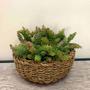 Imagem de 5 Plantas Artificiais de Suculentas Mini Folhagem Artificial Decoração de Enfeites Casamento- DE8903