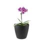 Imagem de 5 un Vaso plantas colmeia decorativo flores G Preto