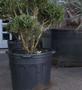 Imagem de 5 Vaso Embalagem para Mudas Plantas Flexível 33L com Alça