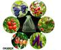 Imagem de 50 Saquinho organza protegue fruta no pé 10x15cm ecologica