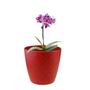 Imagem de 6 un Vaso plantas colmeia decorativo flores  G VERMELHO