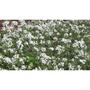 Imagem de 720 Sementes Flor Alyssum Odorant Tapete De Neve