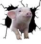 Imagem de Adesivo de carro Wokex Funny Pig Cracked Car Window Decalque em PVC