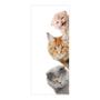 Imagem de Adesivo Decorativo de Porta - Gatos - Pet Shop - 2483cnpt