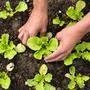 Imagem de Adubo de hortaliças NPK fertilizante 10kg hortas