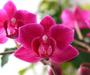 Imagem de Adubo Fertilizante Forth Orquídeas Manutenção 20-20-20 100g 