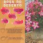 Imagem de Adubo Fertilizante NPK para Rosa Do Deserto 150g - Luma