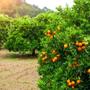 Imagem de Adubo Orgânico Forth Frutas NPK+9 Pronto Uso 500ml