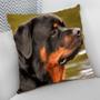 Imagem de Almofada Decorativa Cheia c/ Zíper 25x25cm Dogs, Rotweiler