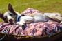 Imagem de Almofada para Cachorro Mabuu Pet - Camuflado Marrom - Tamanho M