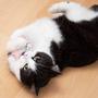 Imagem de Almofada para Gato Pretty Kitty com Brinquedos de Catnip e Valeriana