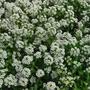 Imagem de Alyssum Compactum Branco / Flor De Mel - 900mg De Sementes