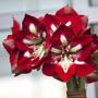 Imagem de Amaryllis Barbados Vermelho - Cartela com 1 bulbo