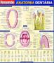 Imagem de Anatomia dentaria: resumao