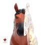 Imagem de Anatomia do Cavalo