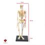 Imagem de Anatomia do Esqueleto Humano