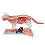 Imagem de Anatomia do Gato em 11 Partes com Musculatura 