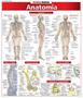 Imagem de Anatomia - resumao medicina