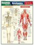 Imagem de Anatomia - Sistemas do Corpo Humano - Barros Fischer & Associados