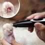 Imagem de Aparador Para Pet Pé Cabelo Usb Recarregável Elétrico Clipper Cão Gato Animais Limpa Tosa