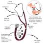 Imagem de Aparelho Pressão Esfigmomanômetro Aneroide + Estetoscópio Rappaport Duplo Premium