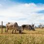 Imagem de Arame Farpado Belgo Rodeio - 100M