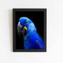 Imagem de Arara Azul-grande Aves Animais Quadro Moldura Preta 60x40cm