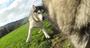 Imagem de Arnês para cães GoPro Fetch Official Mount para GoPro