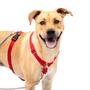 Imagem de Arnês para cães PetSafe Sure-Fit Training Aid Tactical Red L