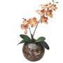 Imagem de Arranjo 1 Orquídea Real Coral Delicada Vaso Vidro Terrário