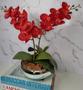 Imagem de Arranjo Com 2 Orquídeas Vermelha Vaso Prata 22cm