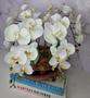 Imagem de Arranjo Com 4 Orquídeas Branca Vaso Cobre 28cm
