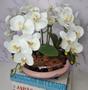 Imagem de Arranjo Com 4 Orquídeas Branca Vaso Rose 28cm