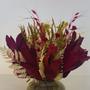 Imagem de  Arranjo Com Flores Desidratadas Para Lavabo Encanto Mix Marsala + Vaso