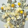 Imagem de Arranjo de flores desidratadas bounganville branco + vaso de vidro