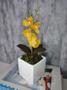 Imagem de Arranjo De Mini Orquídea Amarela Vaso Branco Quadrado