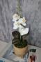 Imagem de Arranjo De Mini Orquídea Branca Vaso Bege Redondo